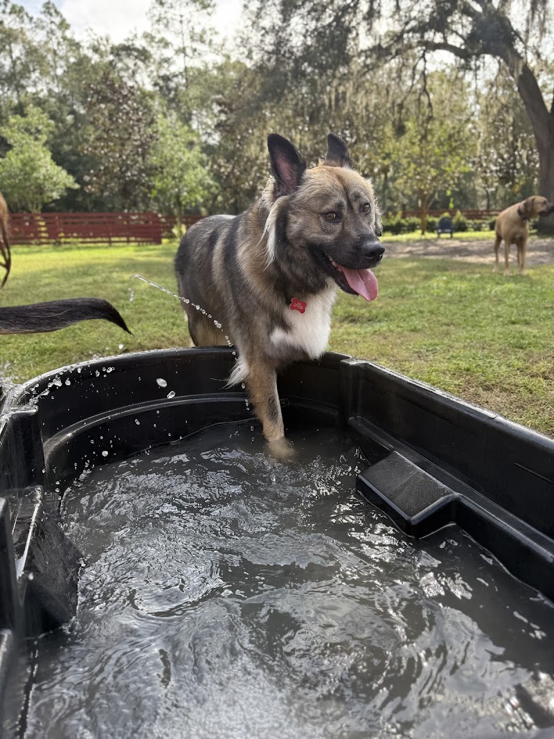 Village Pet Spa photo 4