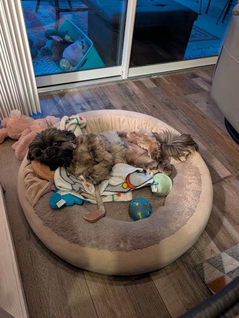 Village Pet Spa photo 5