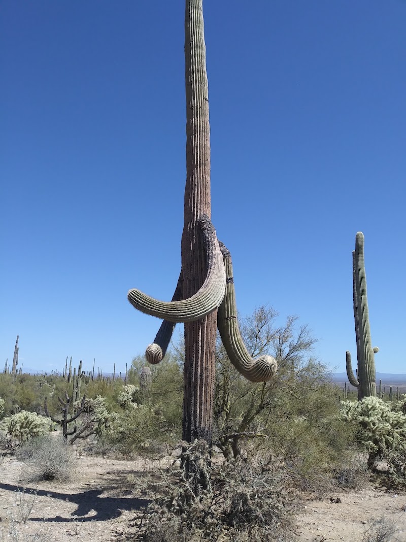 Picacho Mountains Petroglyph Sites Trail photo 5