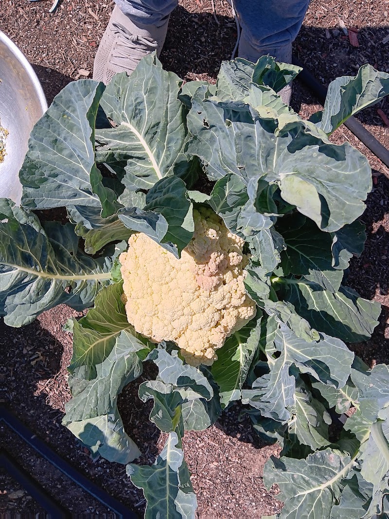 R7 Urban Farm and Health photo 3