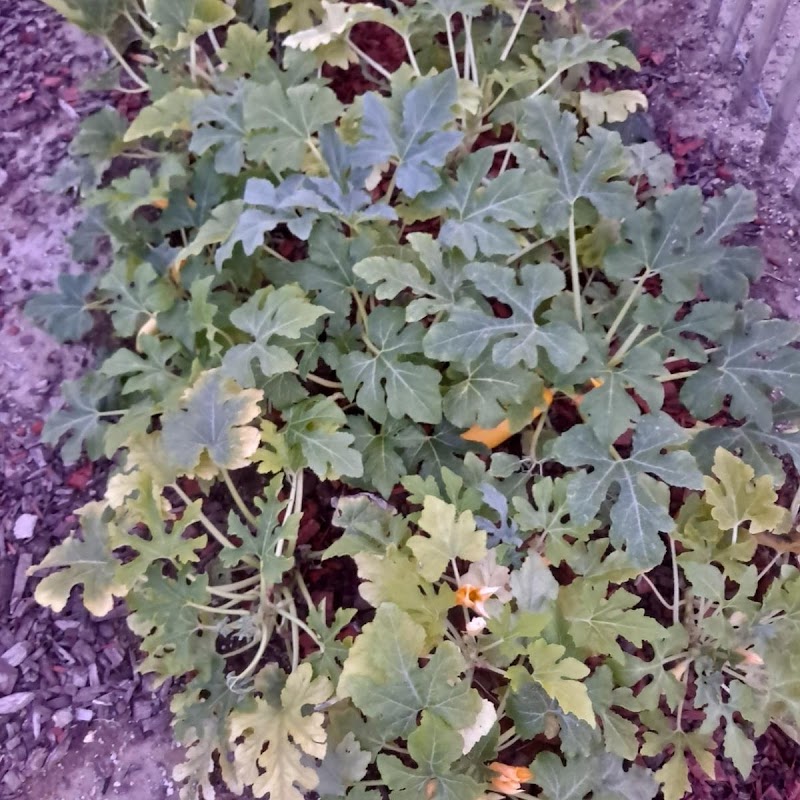R7 Urban Farm and Health photo 5