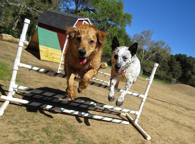 Photo of Camp Four Paws
