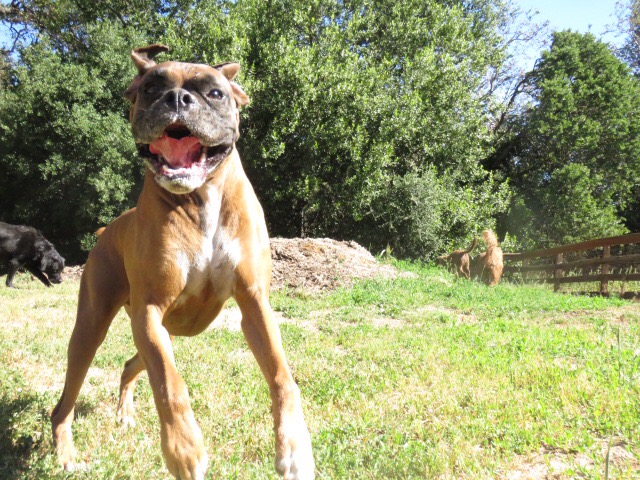 Camp Four Paws photo 5