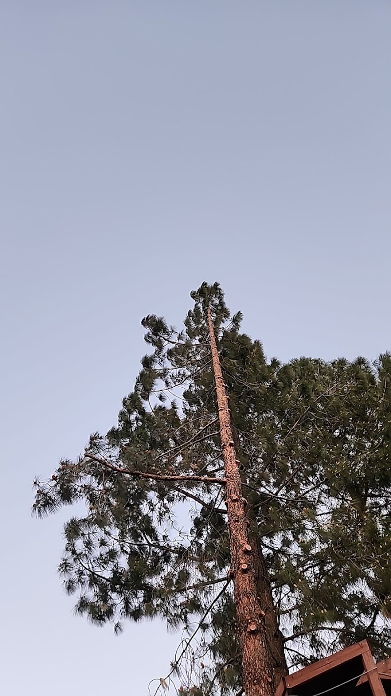 Photo of Marchand's Tree Services