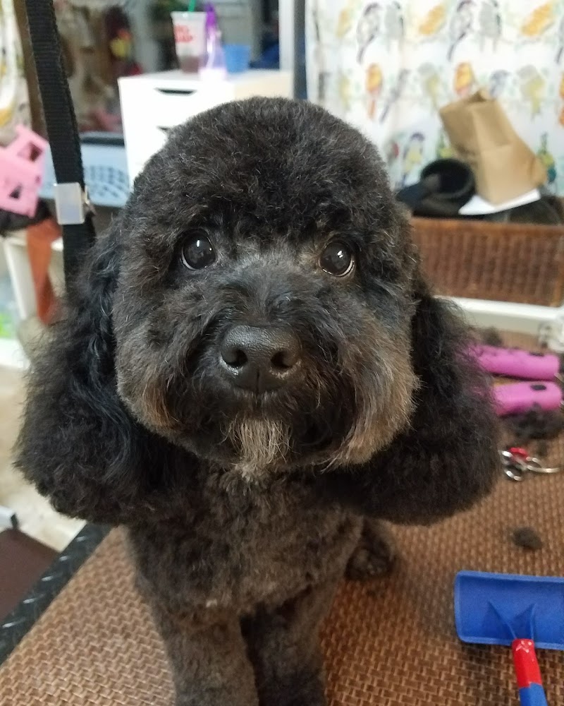 Comfort Corner Grooming photo 2