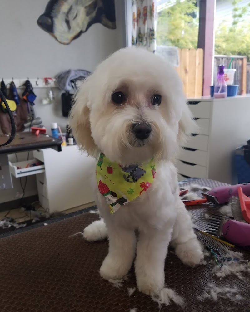 Comfort Corner Grooming photo 3