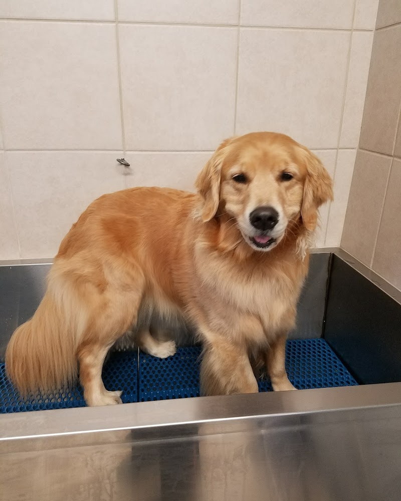 Photo of Comfort Corner Grooming