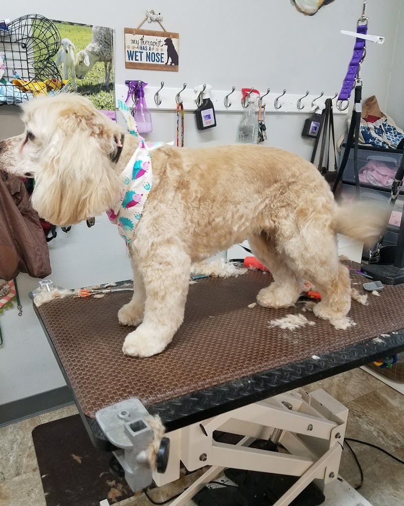 Comfort Corner Grooming photo 5