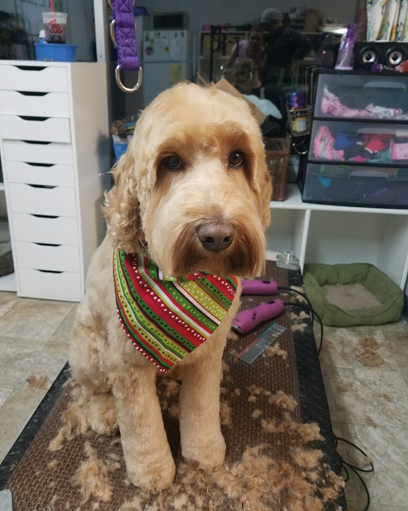 Comfort Corner Grooming photo 4