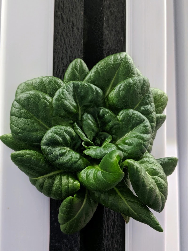 Harmonious Greens photo 5