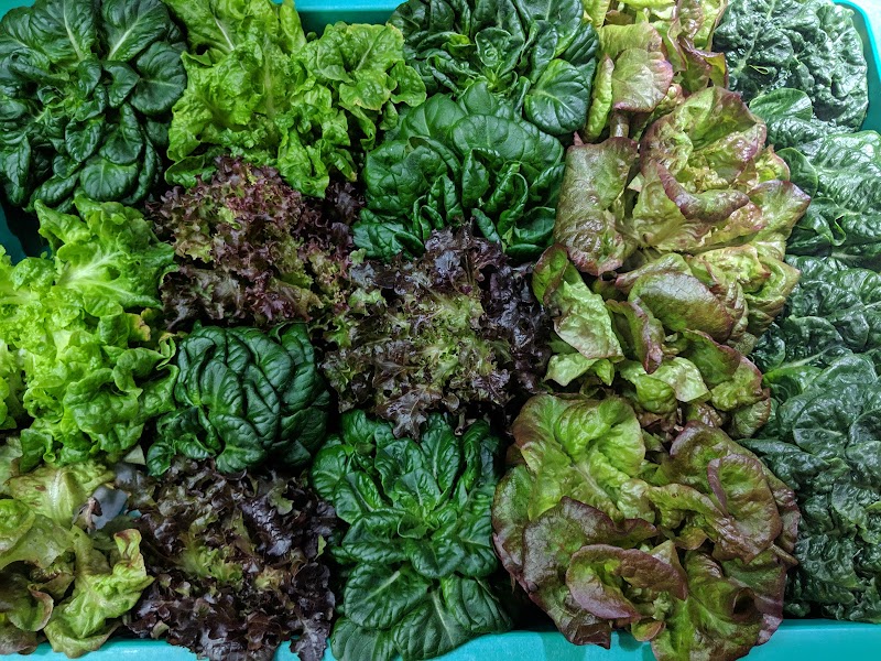 Photo of Harmonious Greens