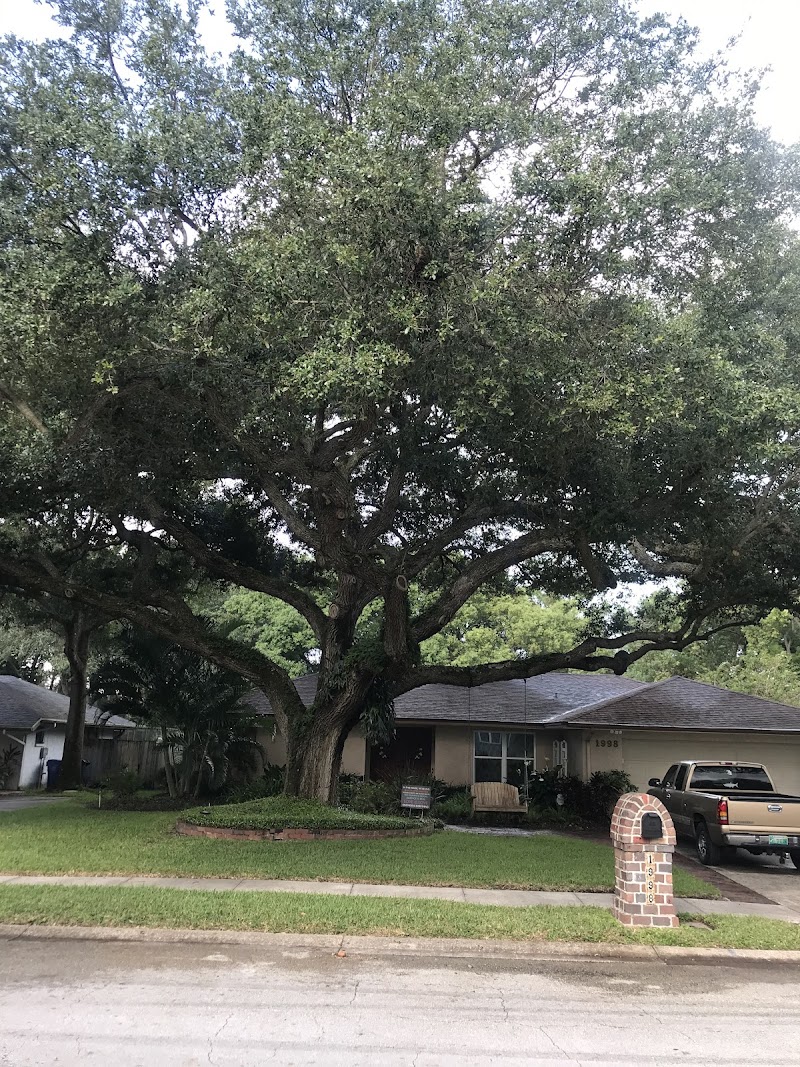 Photo of A Absolute Tree Services