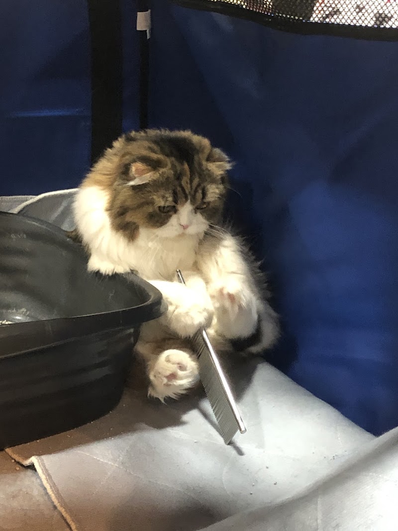 ABCK9s Pet Services photo 5