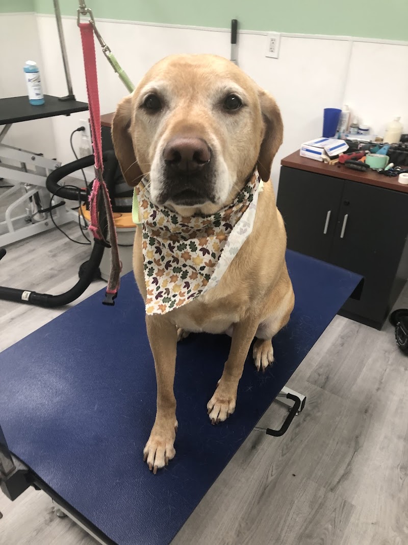 ABCK9s Pet Services photo 3