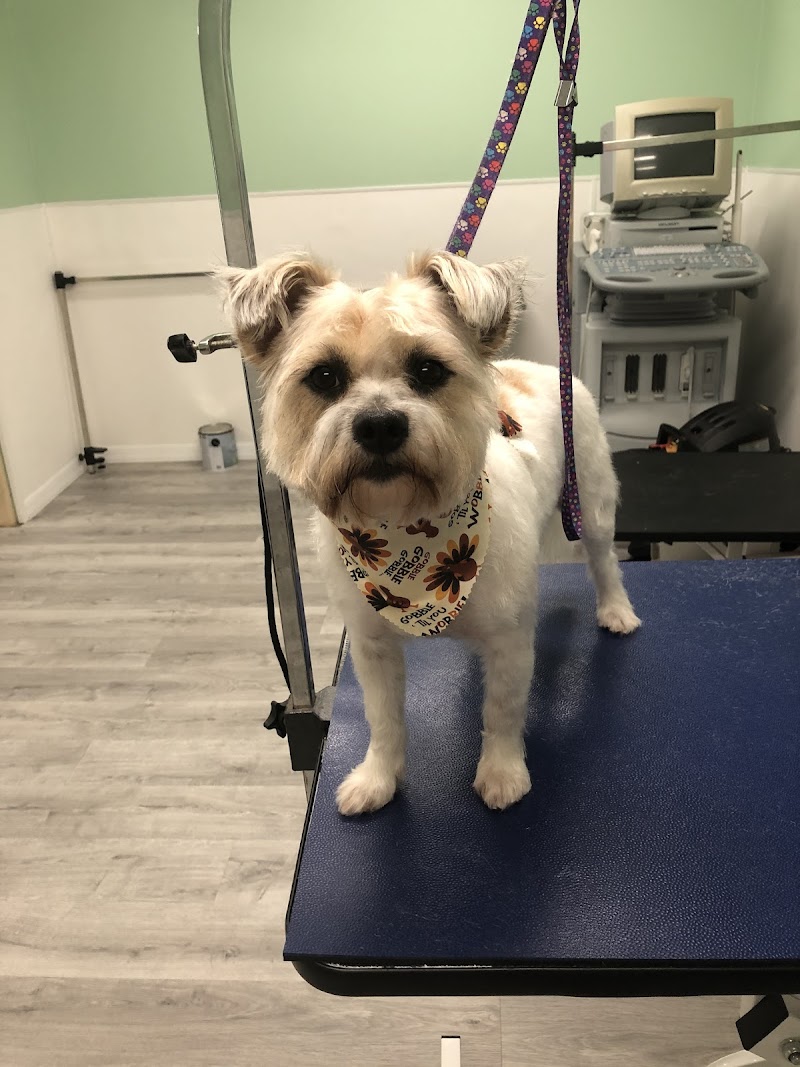 ABCK9s Pet Services photo 2