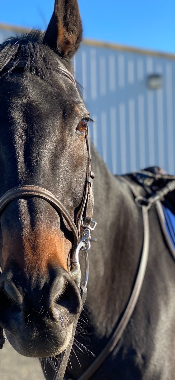 Mt View Stables photo 2