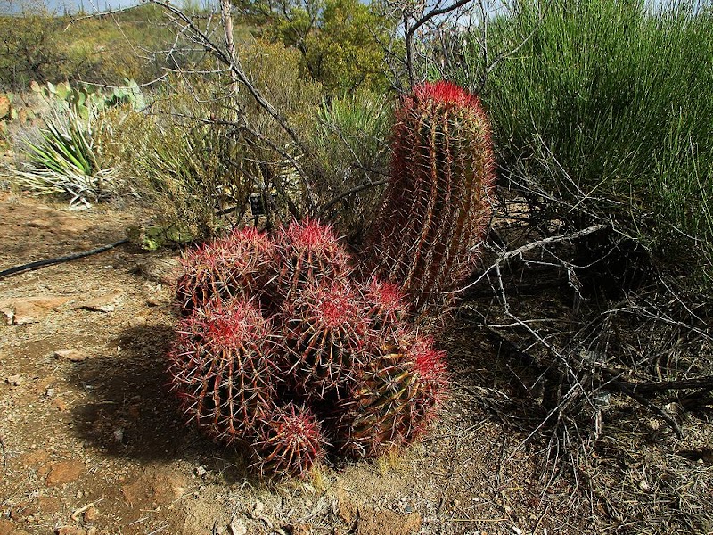Chihuahua Desert Loop photo 2