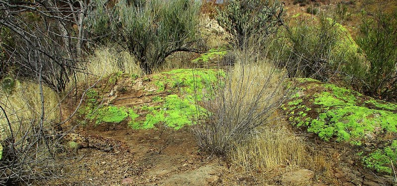 Photo of Chihuahua Desert Loop