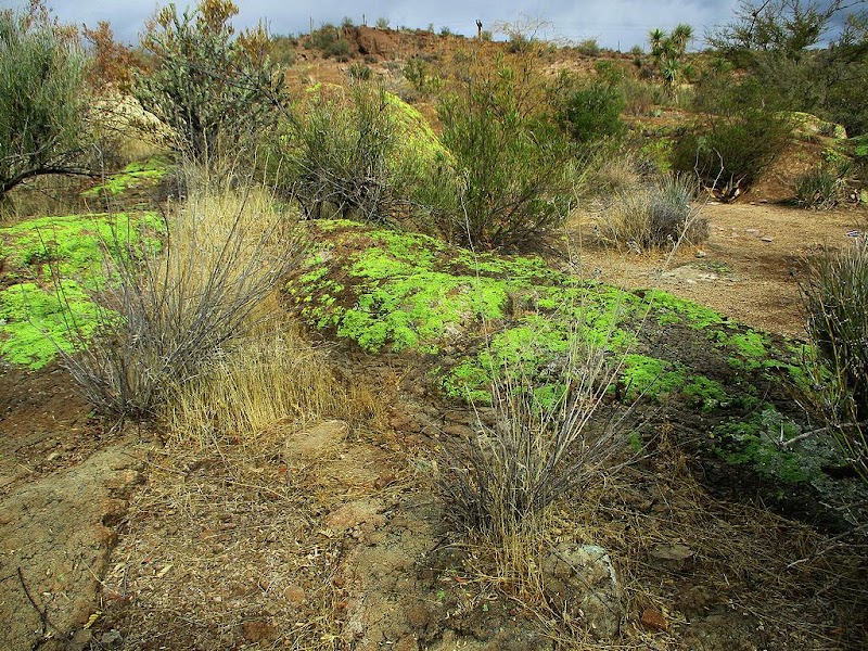 Chihuahua Desert Loop photo 5