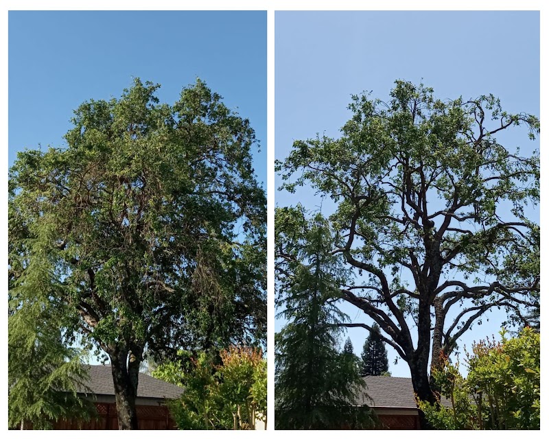 Vema Tree Service photo 4