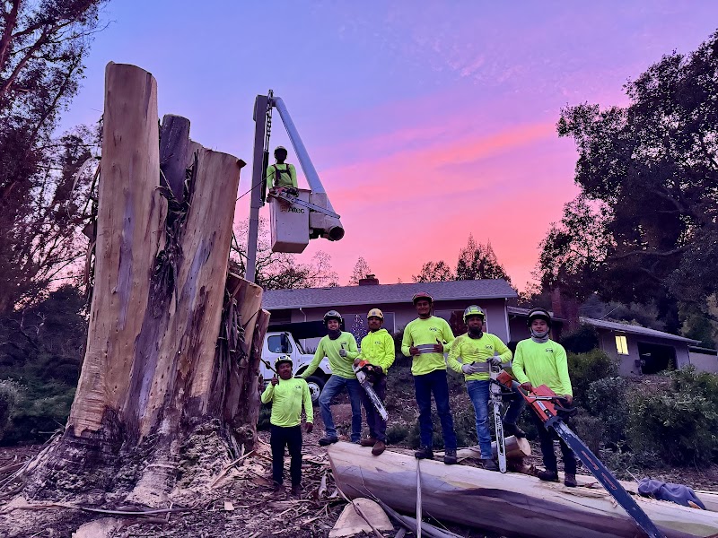Photo of Vema Tree Service