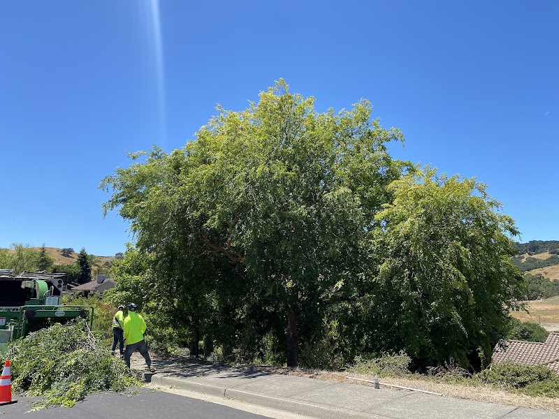 Vema Tree Service photo 5
