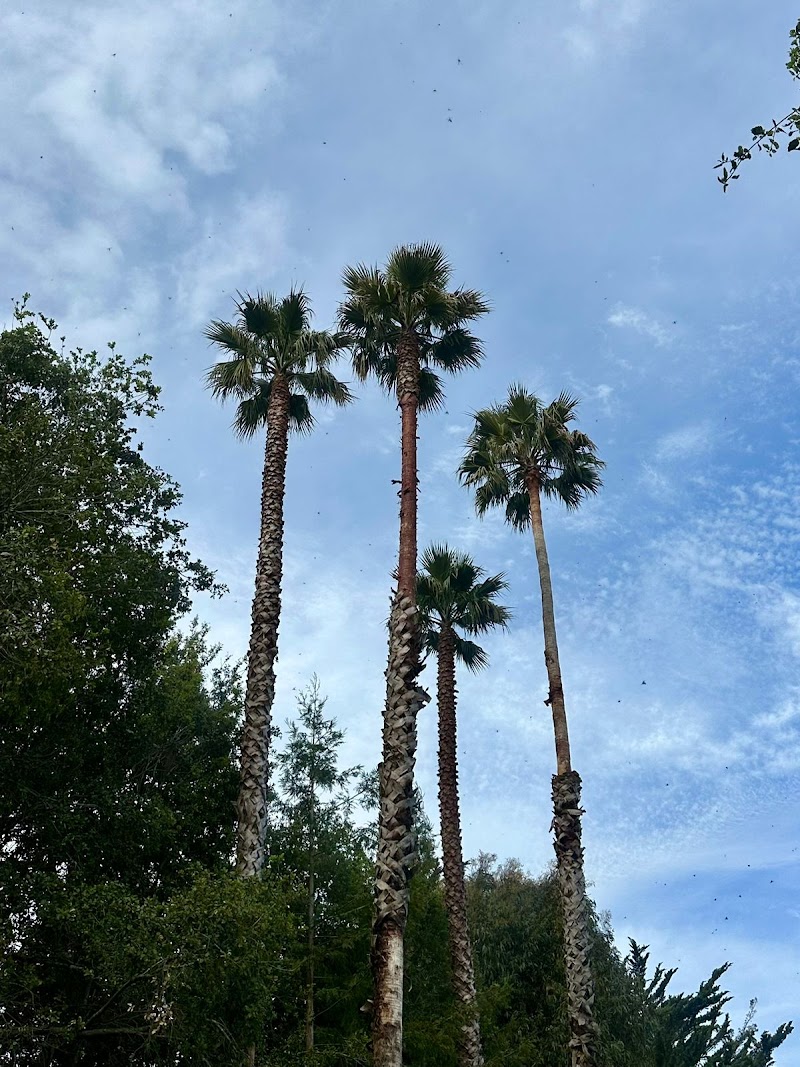 Vema Tree Service photo 3