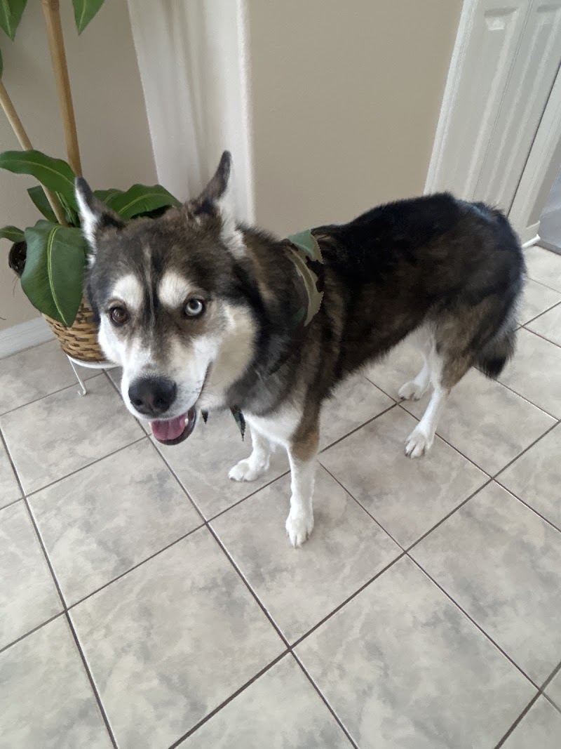 Well Groomed Pets Ruskin photo 4