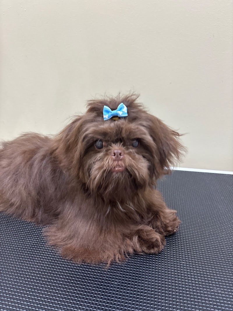 Well Groomed Pets Ruskin photo 2