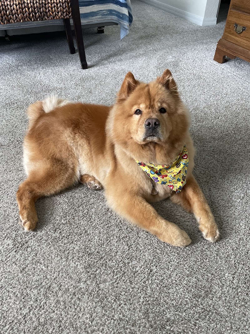 Well Groomed Pets Ruskin photo 5