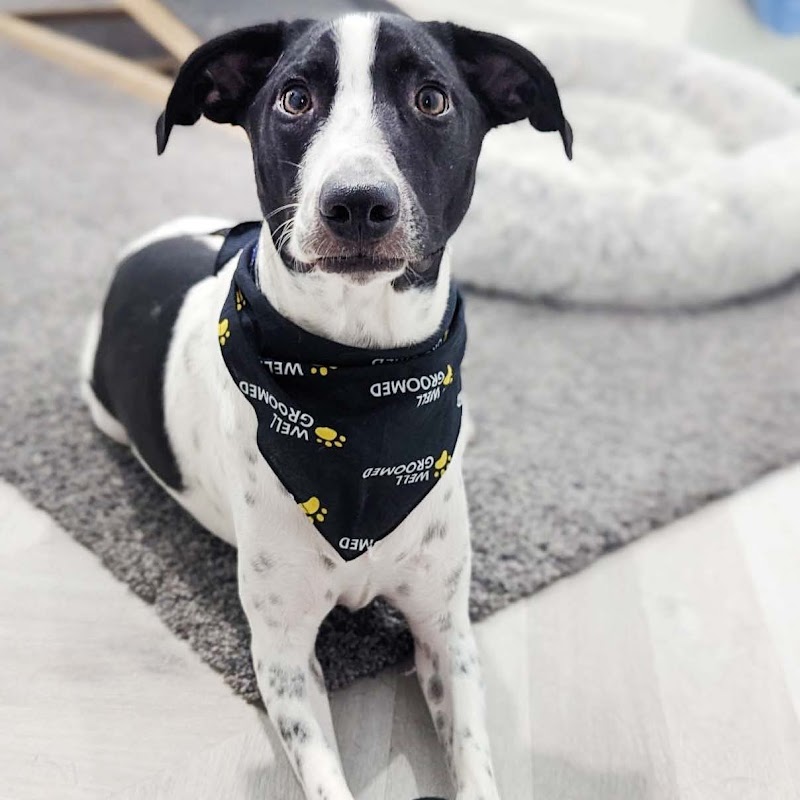 Photo of Well Groomed Pets Ruskin