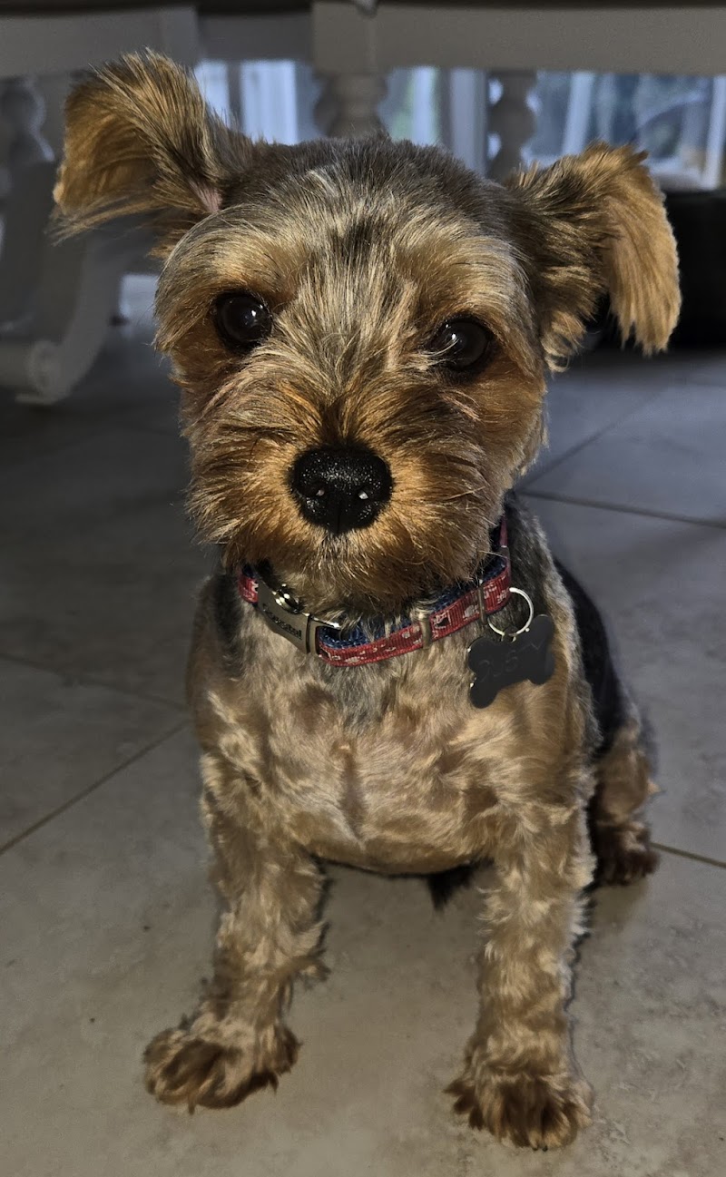 Well Groomed Pets Ruskin photo 3