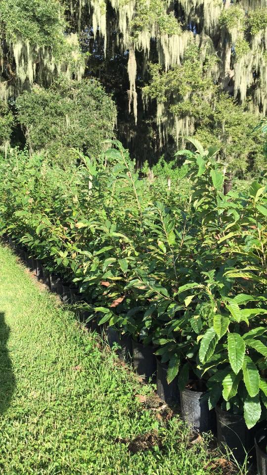 The Family Tree Farm and Nursery photo 3