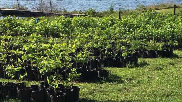 Photo of The Family Tree Farm and Nursery