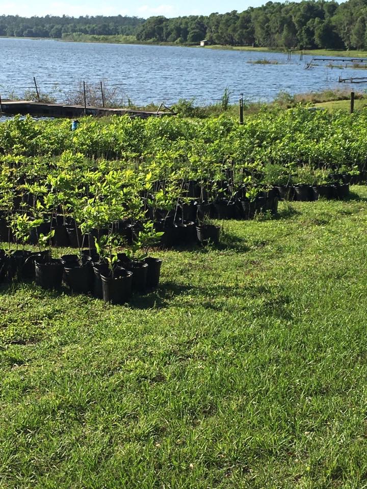 The Family Tree Farm and Nursery photo 5