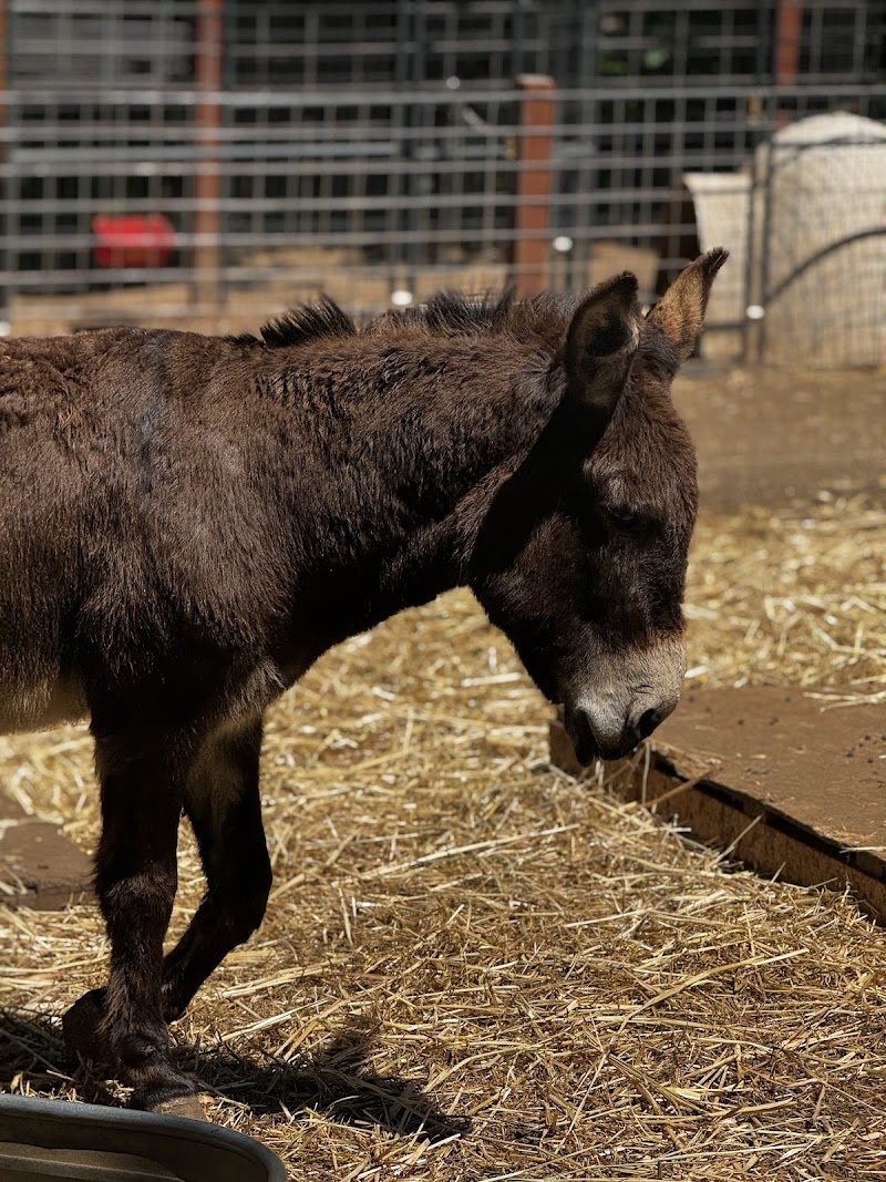 Photo of Alma Bonita Animal Rescue