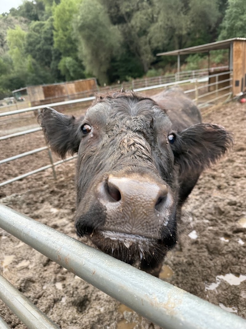 Alma Bonita Animal Rescue photo 3