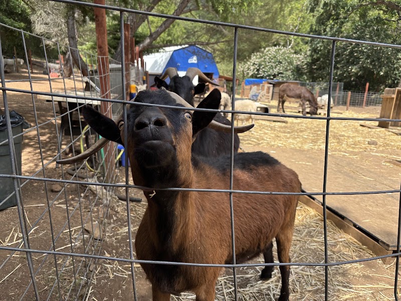 Alma Bonita Animal Rescue photo 5