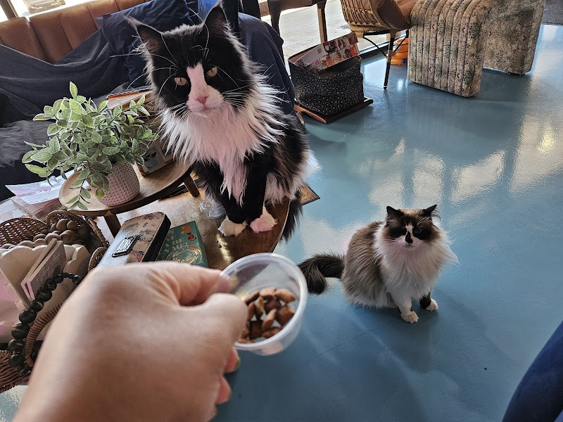 Lone Star Pawz CATfé photo 3