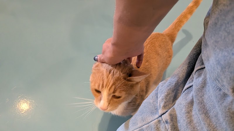 Lone Star Pawz CATfé photo 4