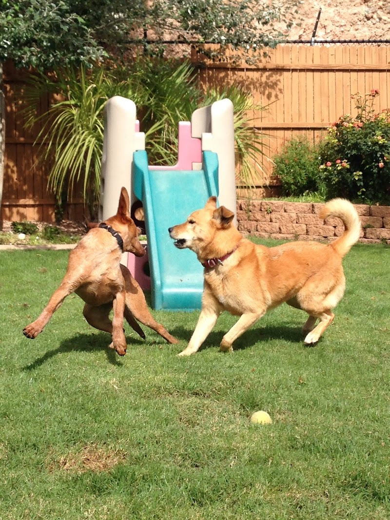 Applewood Kennels photo 2
