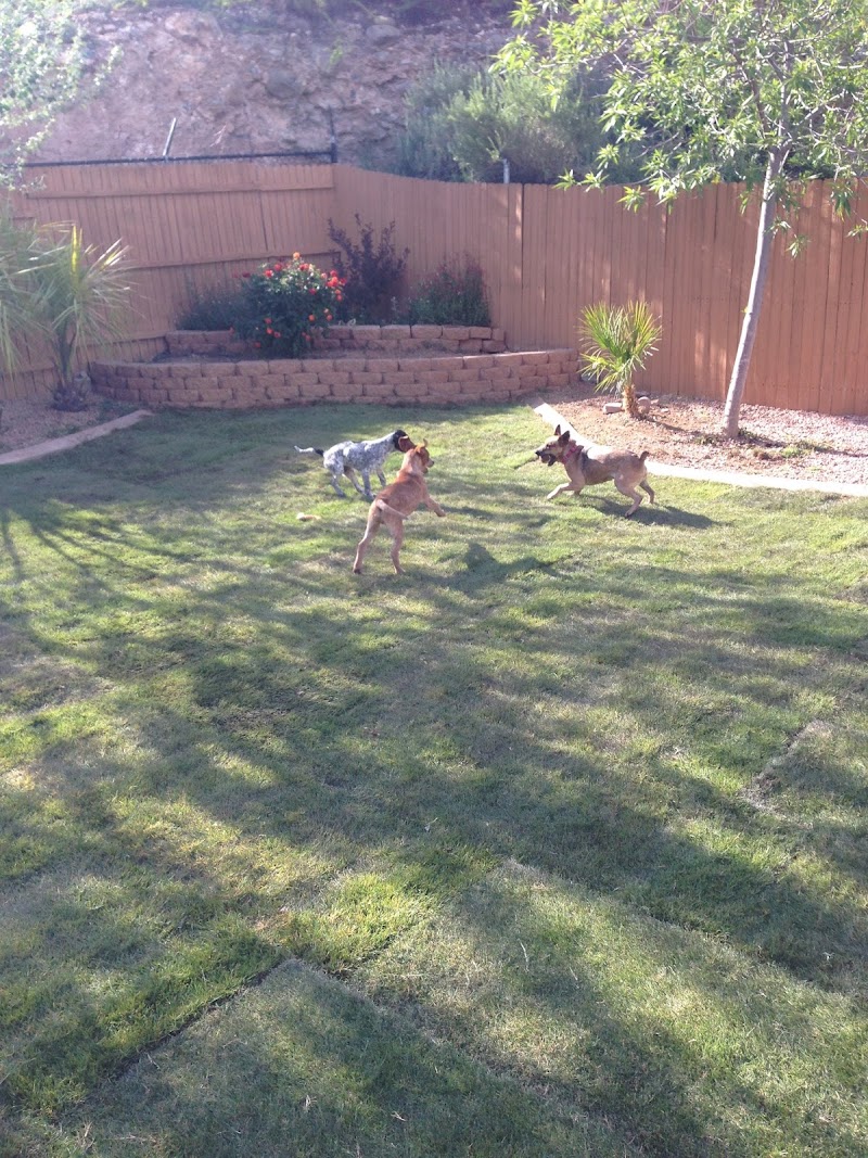 Applewood Kennels photo 3