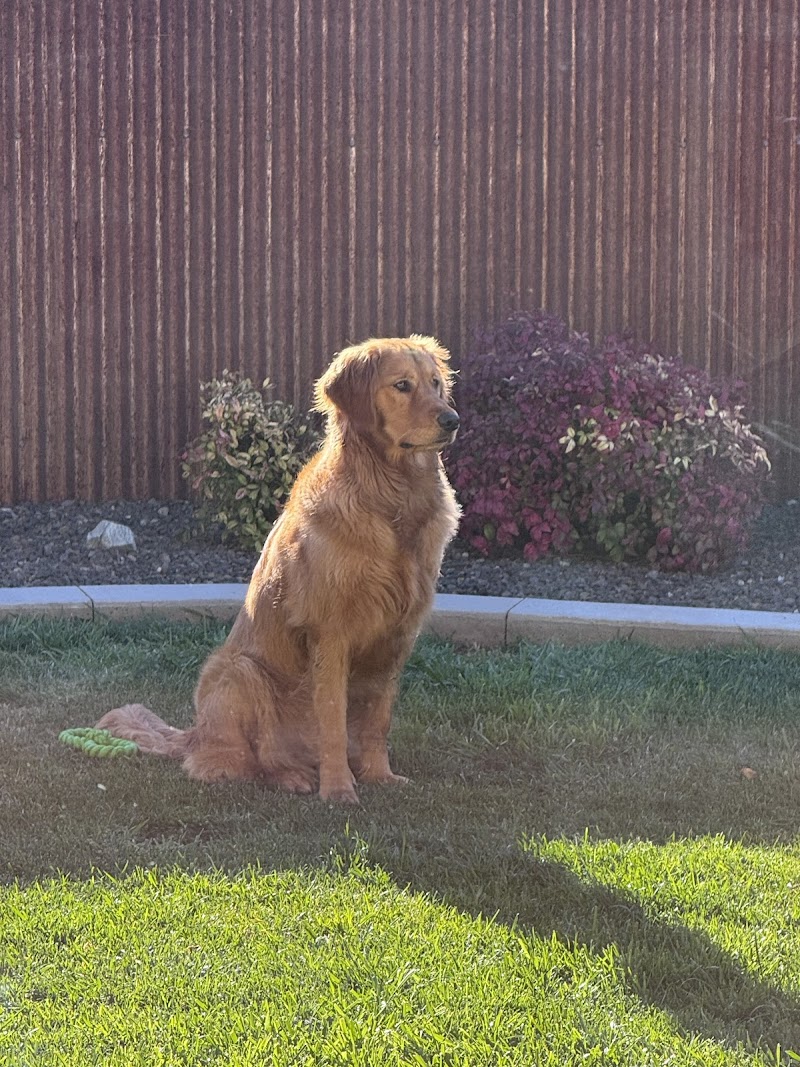 Applewood Kennels photo 4