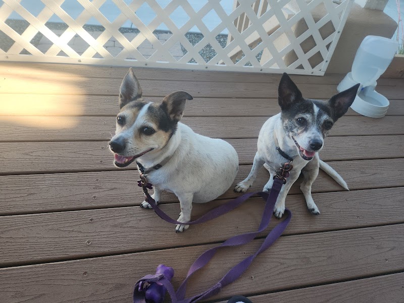 Applewood Kennels photo 5
