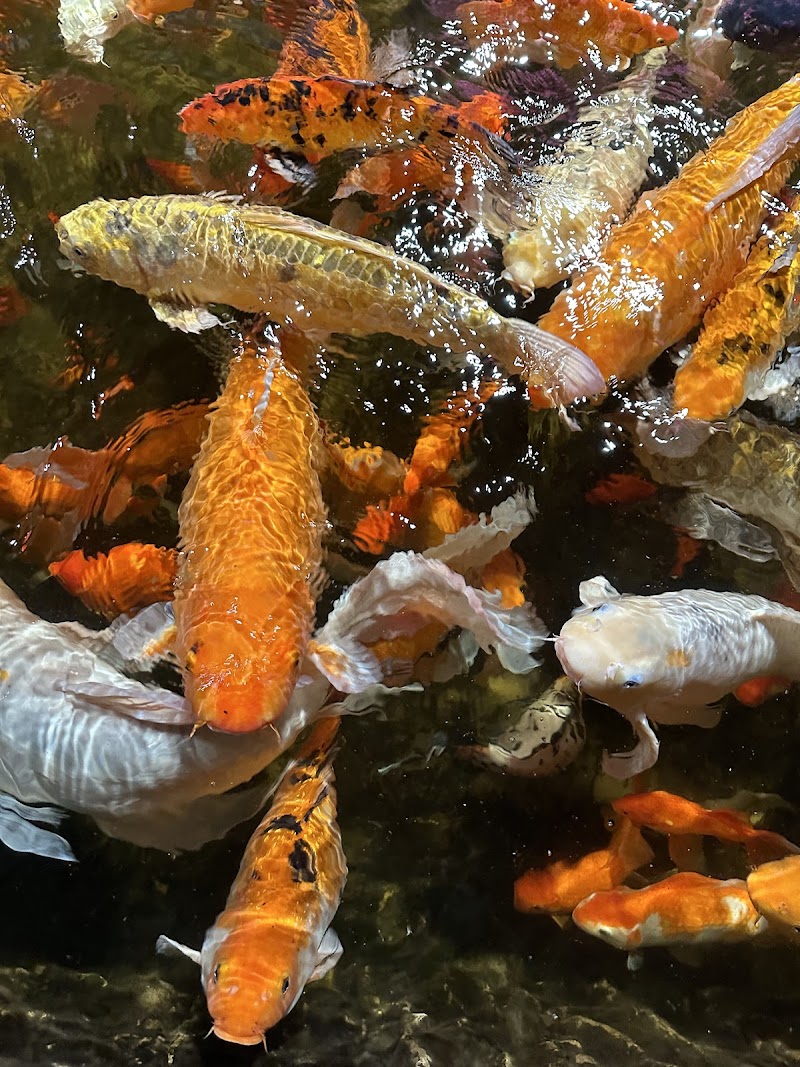 Woodbridge Aquarium & Wildlife photo 3