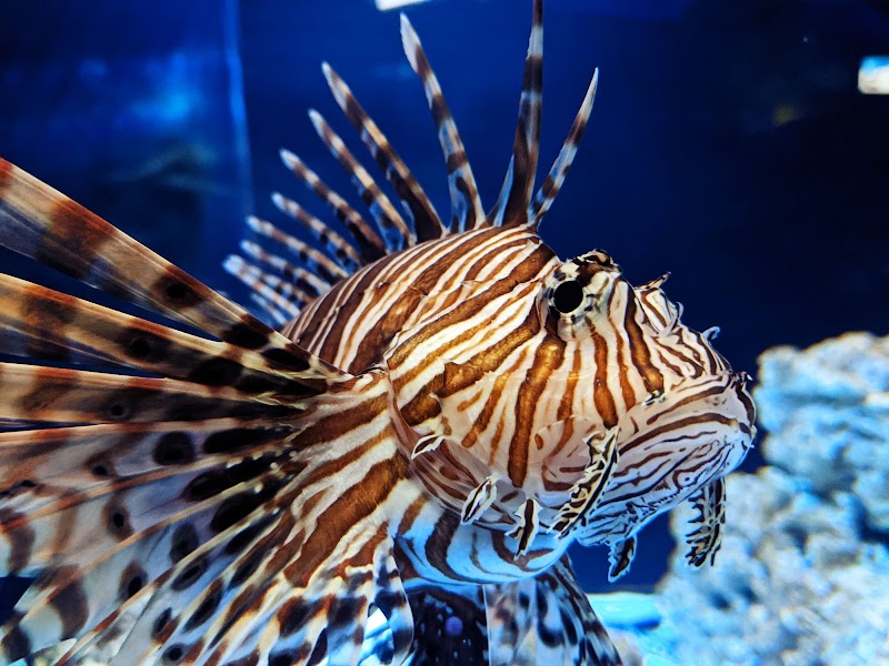 Woodbridge Aquarium & Wildlife photo 4