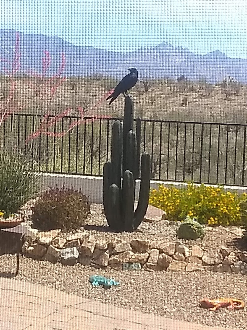 Robson Saddlebrooke Ranch photo 3