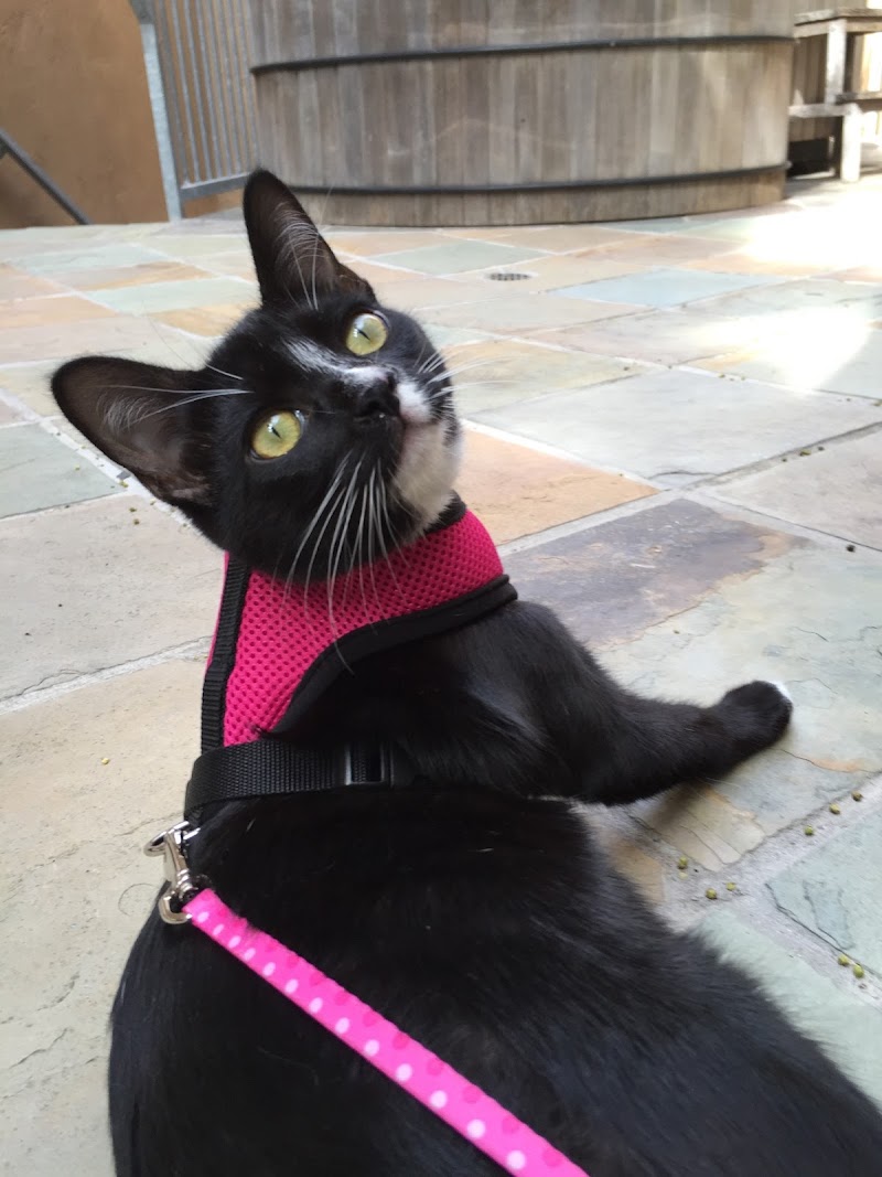Kristin's Kitty Care - San Francisco photo 5