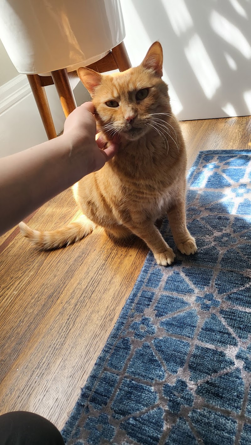 Kristin's Kitty Care - San Francisco photo 2