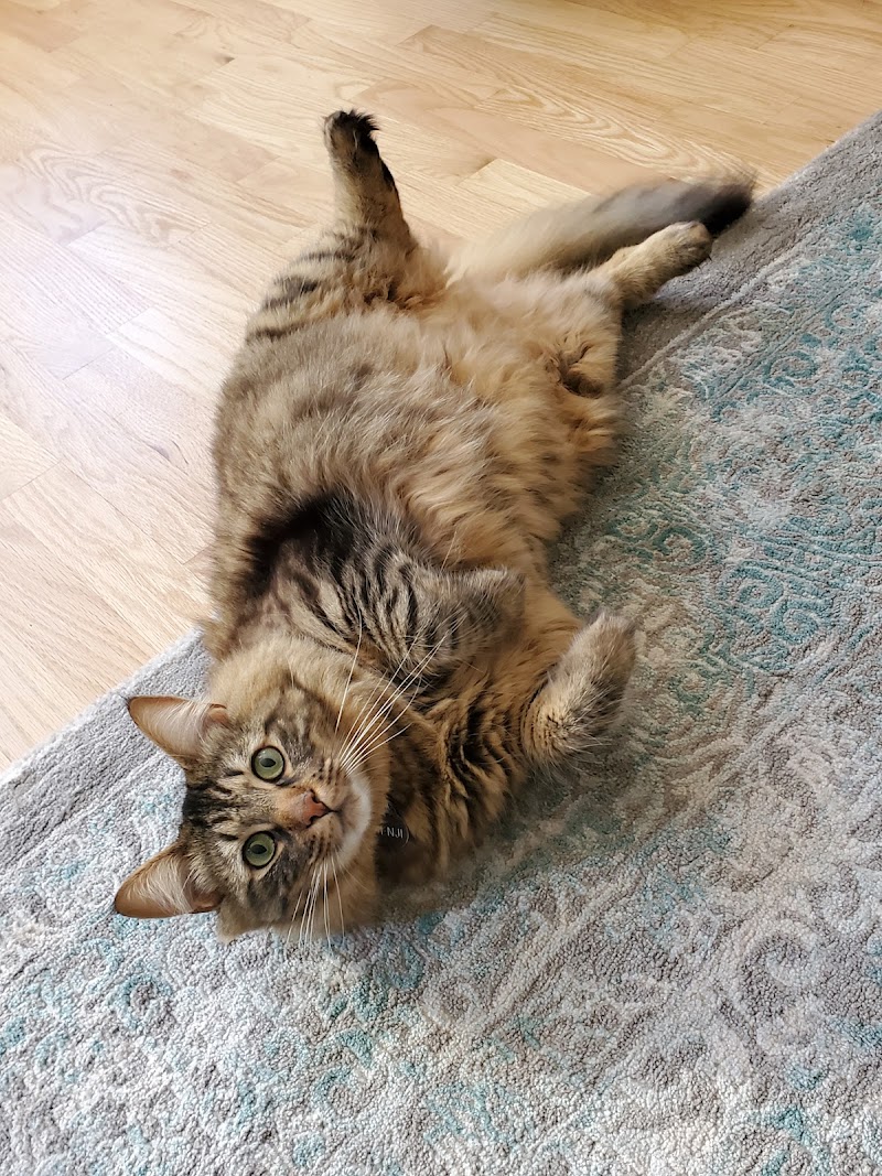 Kristin's Kitty Care - San Francisco photo 4